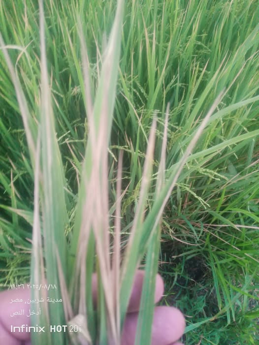 الشعوطه دي سببها ايه مع العلم بعد ما رشيت كالسيوم حصل الشعوطه دي